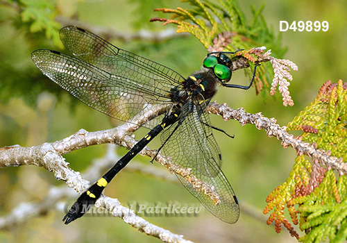 Swift River Cruiser (Macromia illinoiensis)